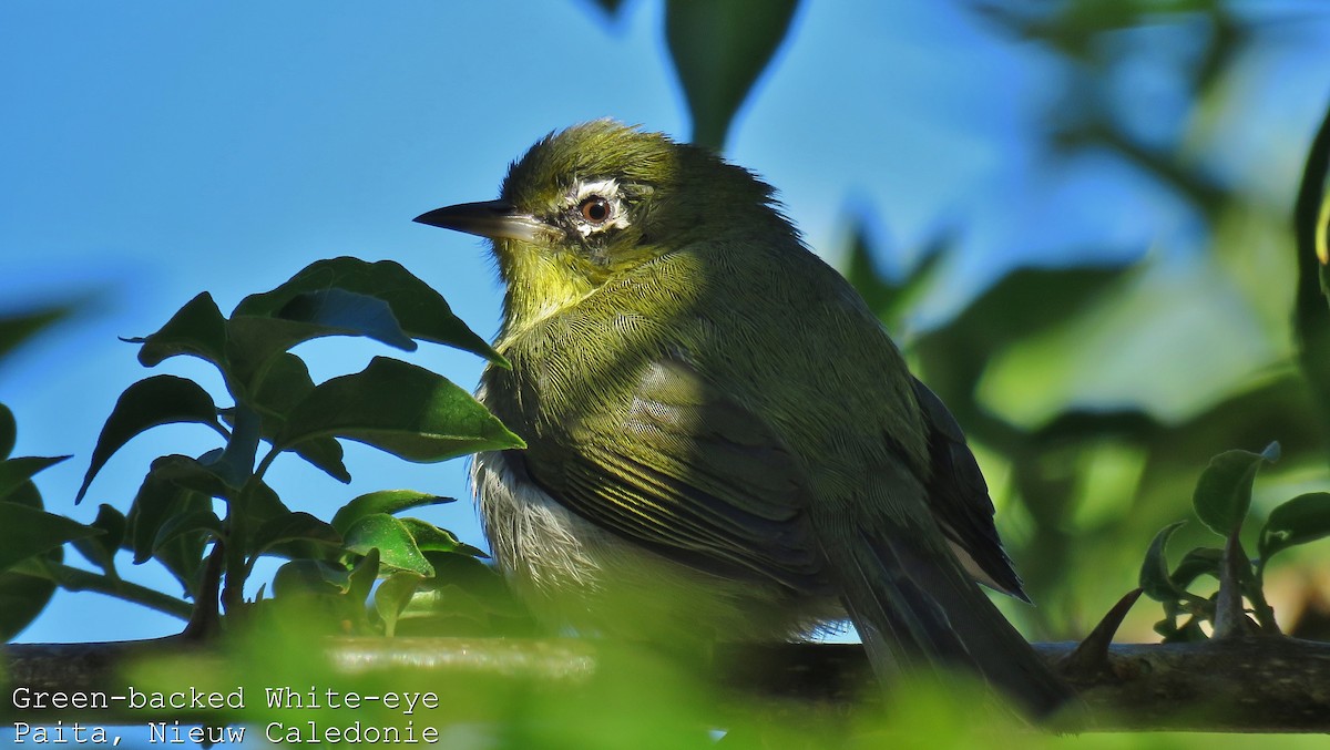 Neukaledonien-Brillenvogel - ML606781051