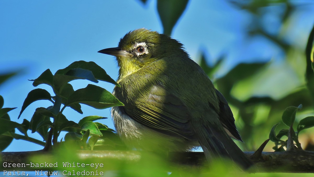 Green-backed White-eye - ML606781051