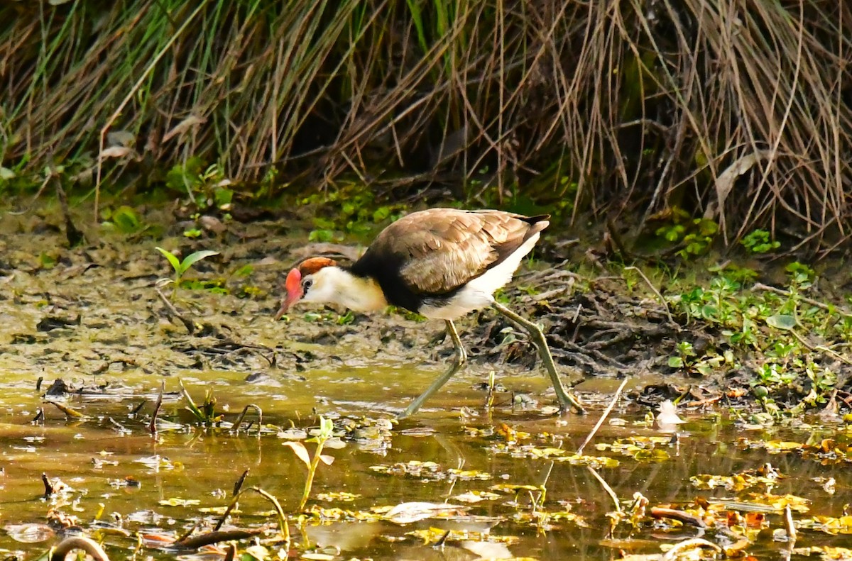 Comb-crested Jacana - ML606781461