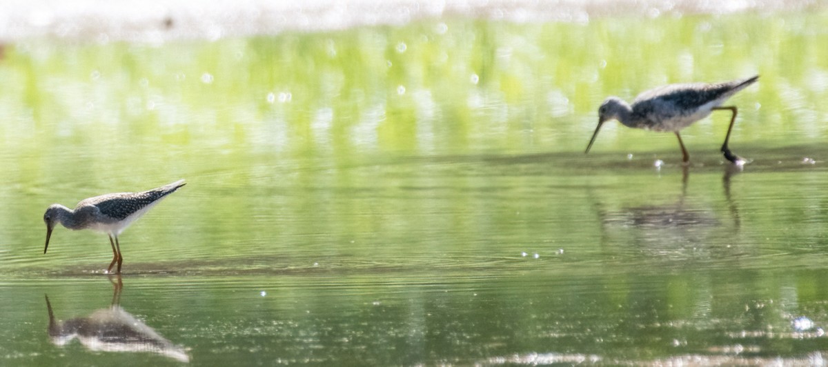 Greater Yellowlegs - ML606781591