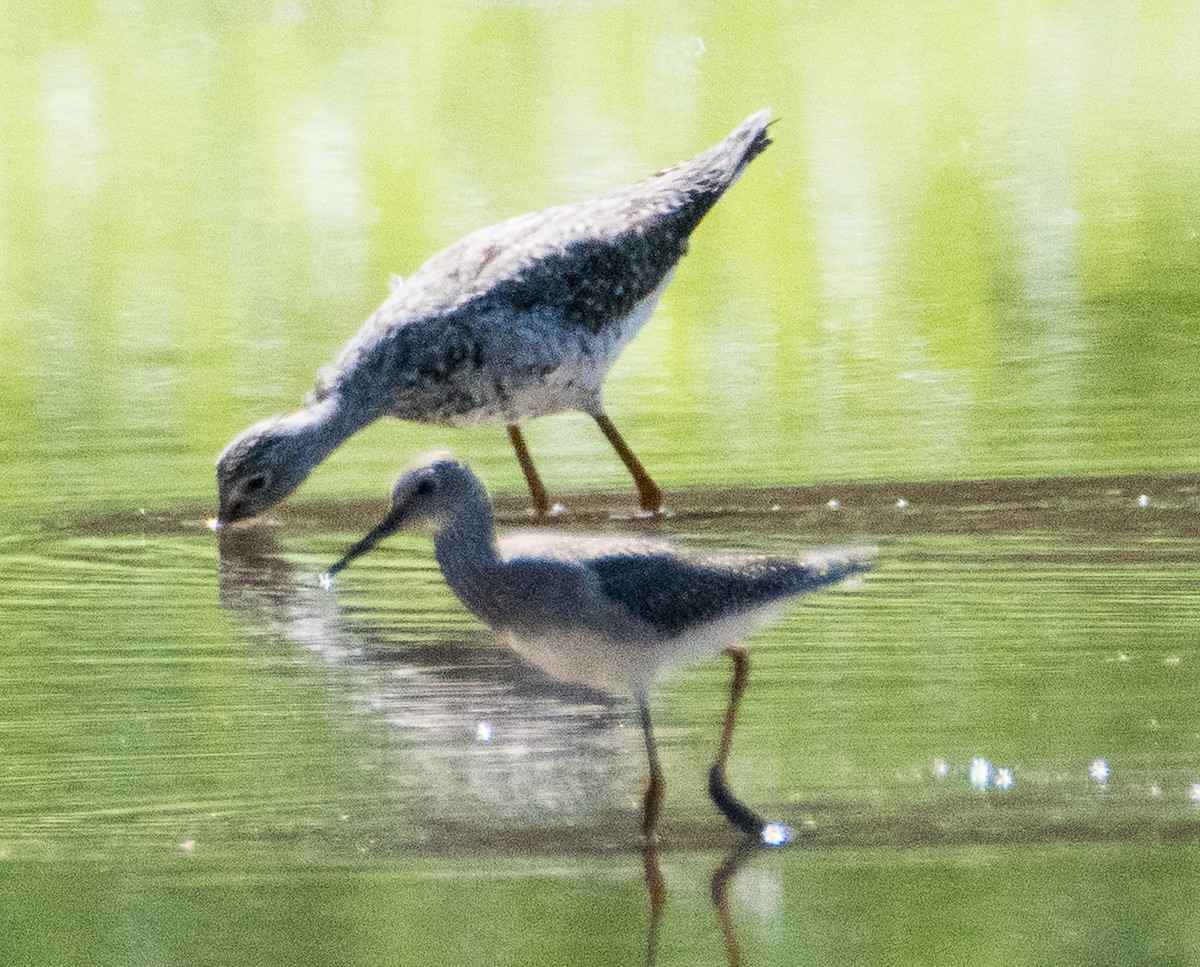 Greater Yellowlegs - ML606781611