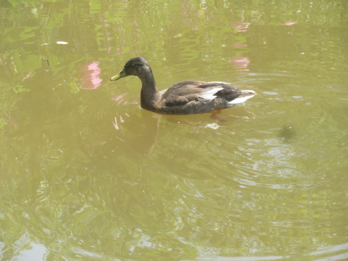 tanımsız ördek (Anatinae sp.) - ML606782321