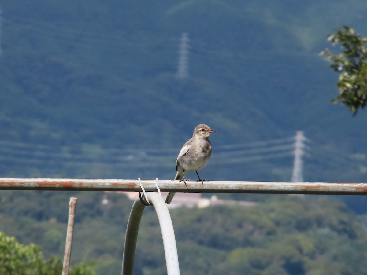 White Wagtail (Black-backed) - ML606782561