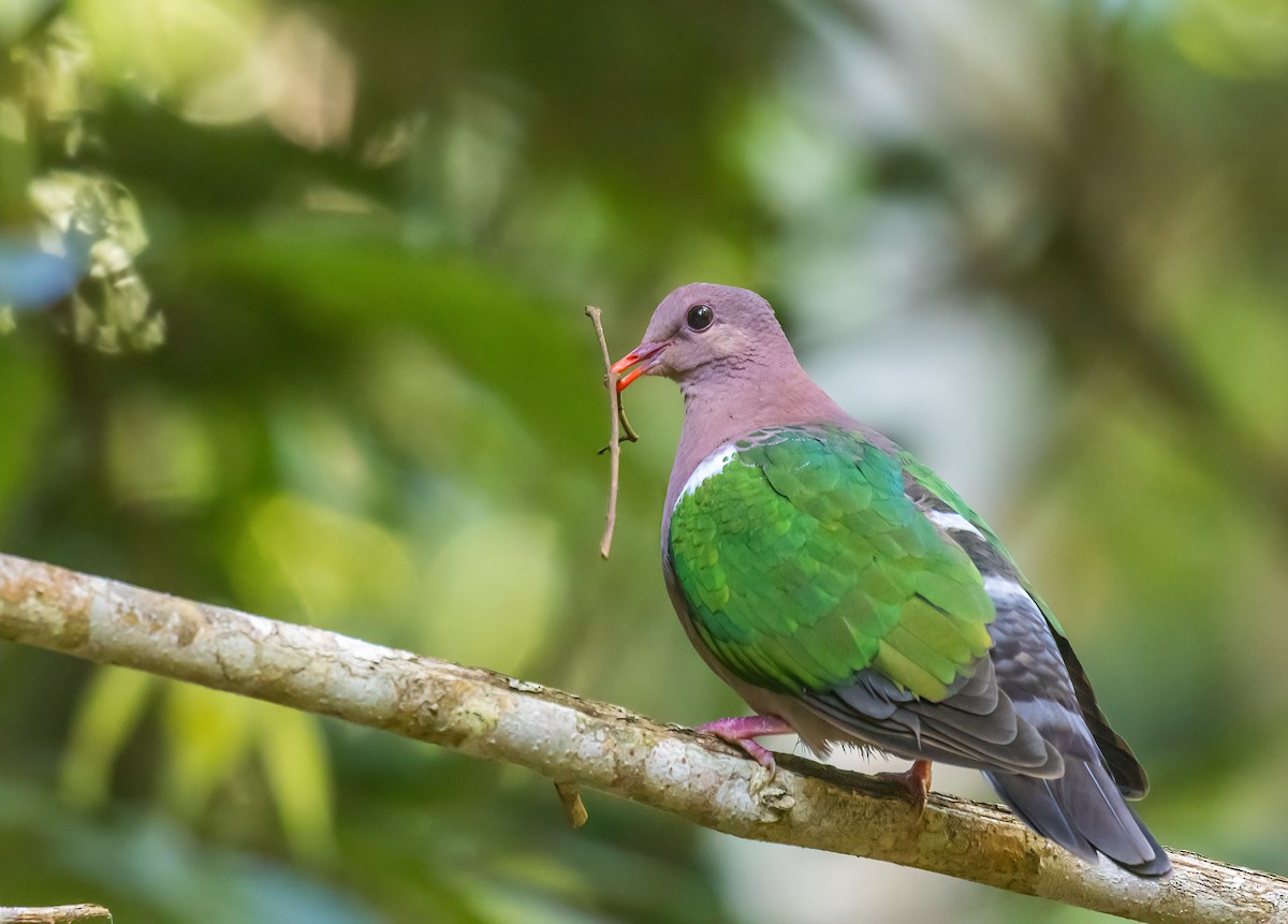Pacific Emerald Dove - Louise Summerhayes
