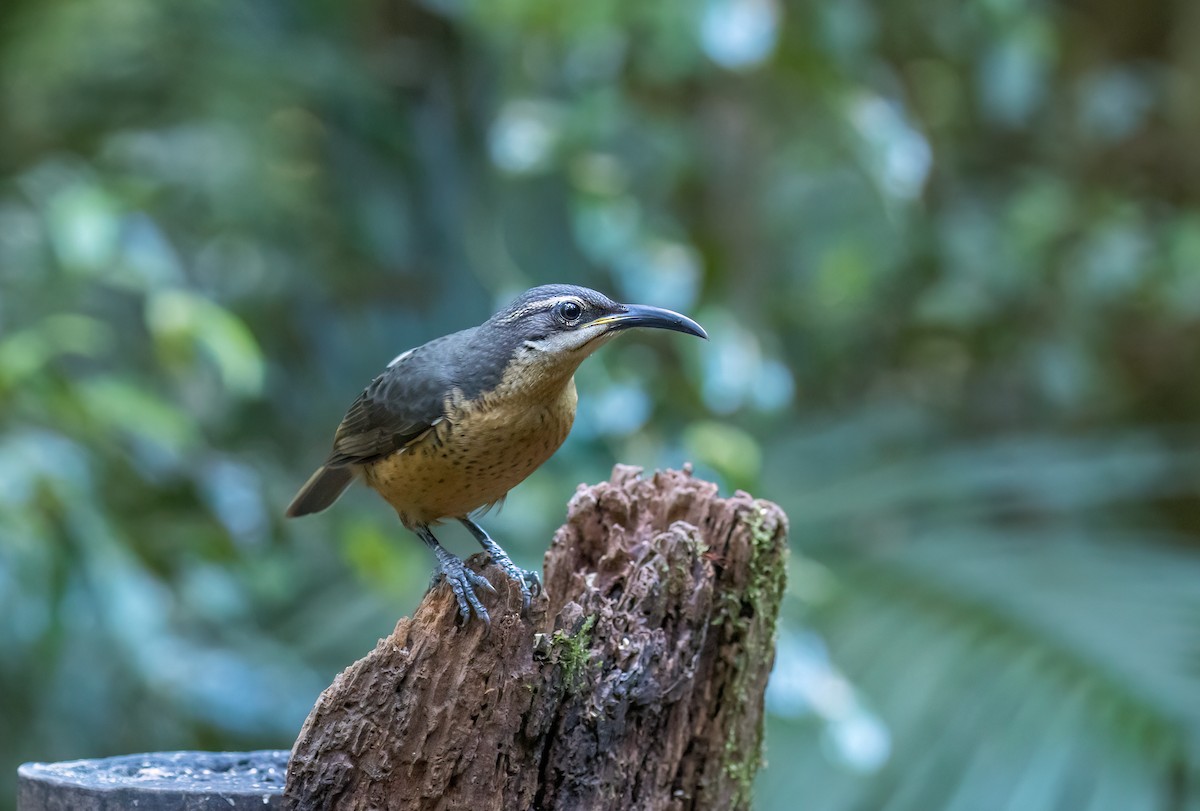 Victoria's Riflebird - Louise Summerhayes