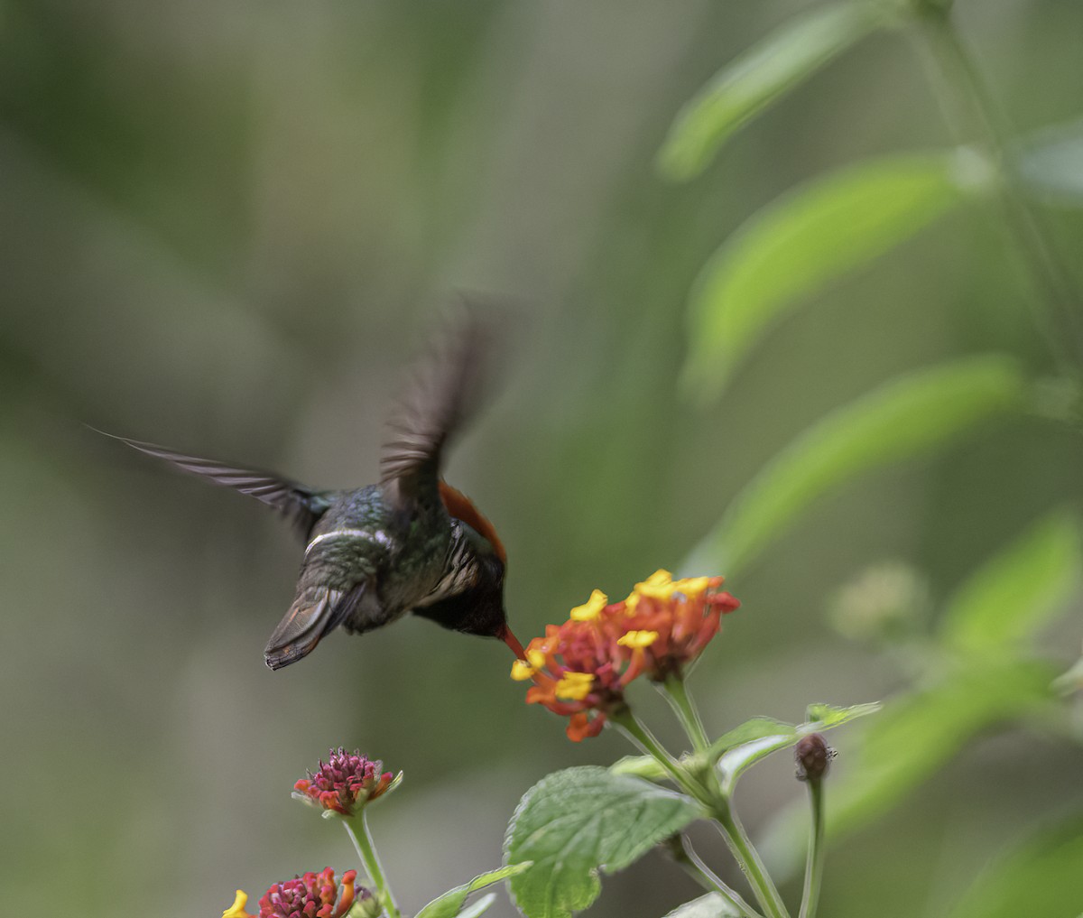 Frilled Coquette - Per Smith