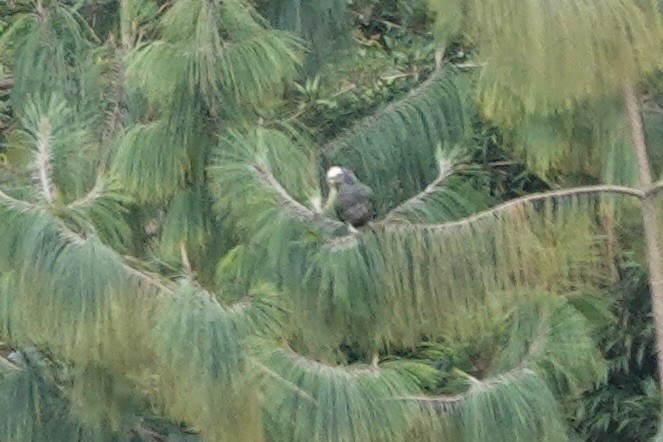 Speckle-faced Parrot - ML606784471