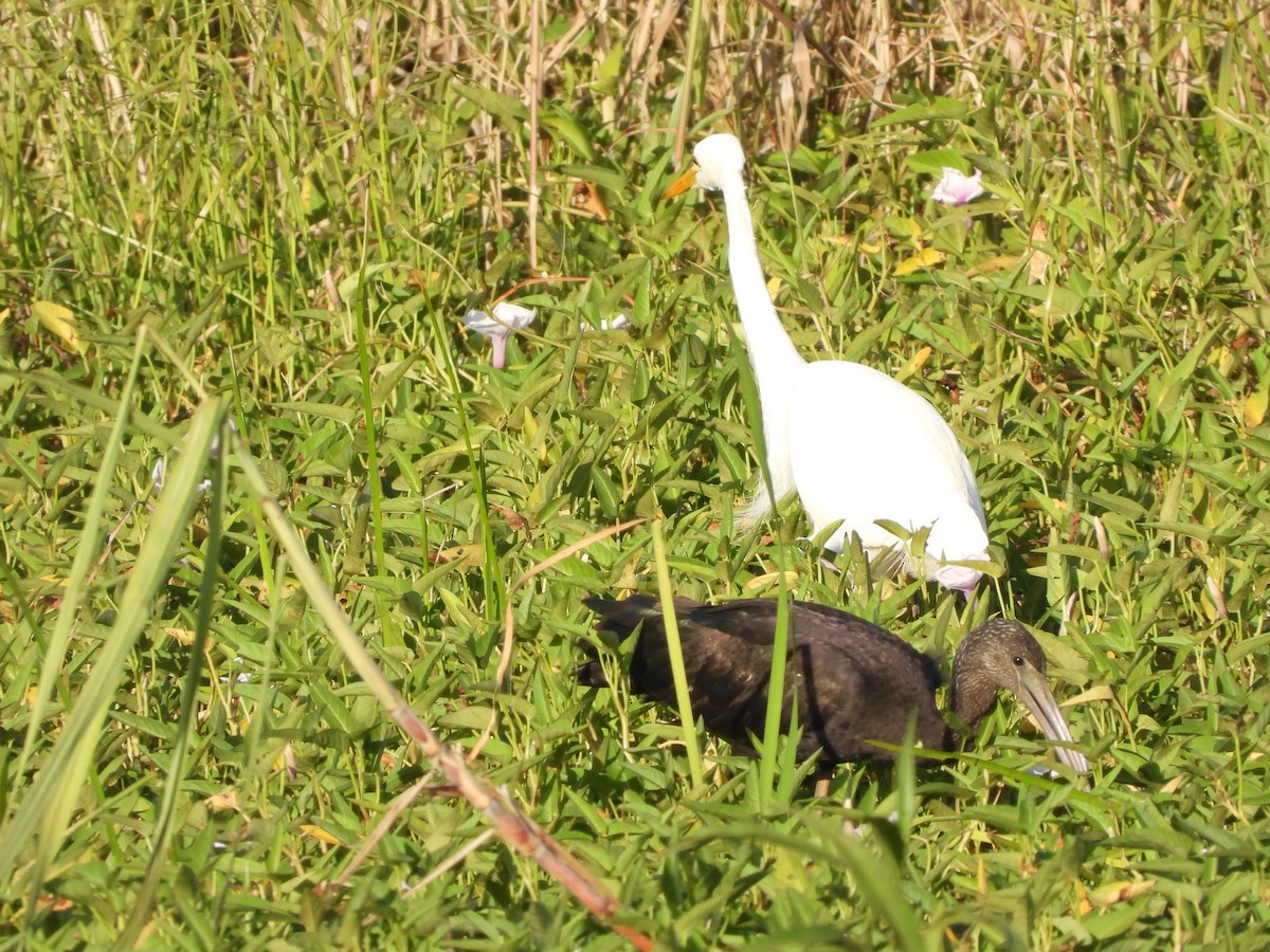 Glossy Ibis - ML606784751