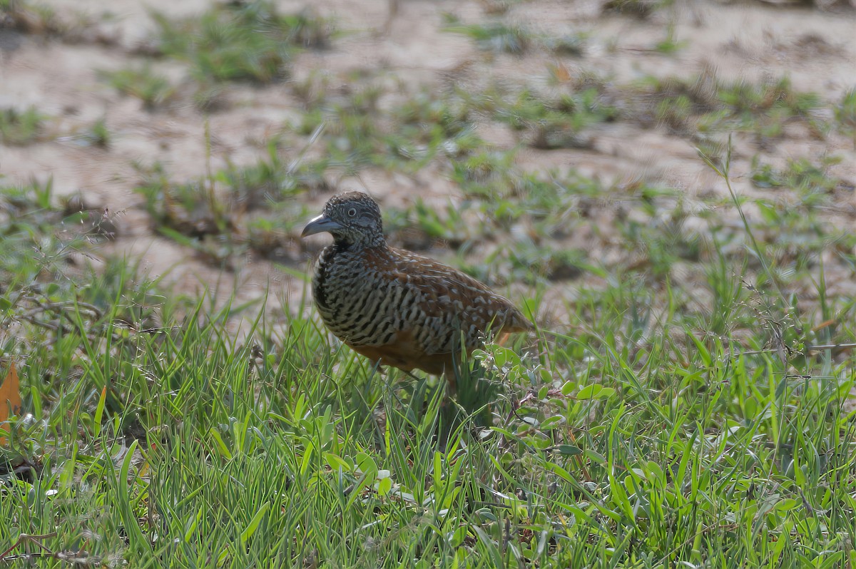 Barred Buttonquail - ML606784991