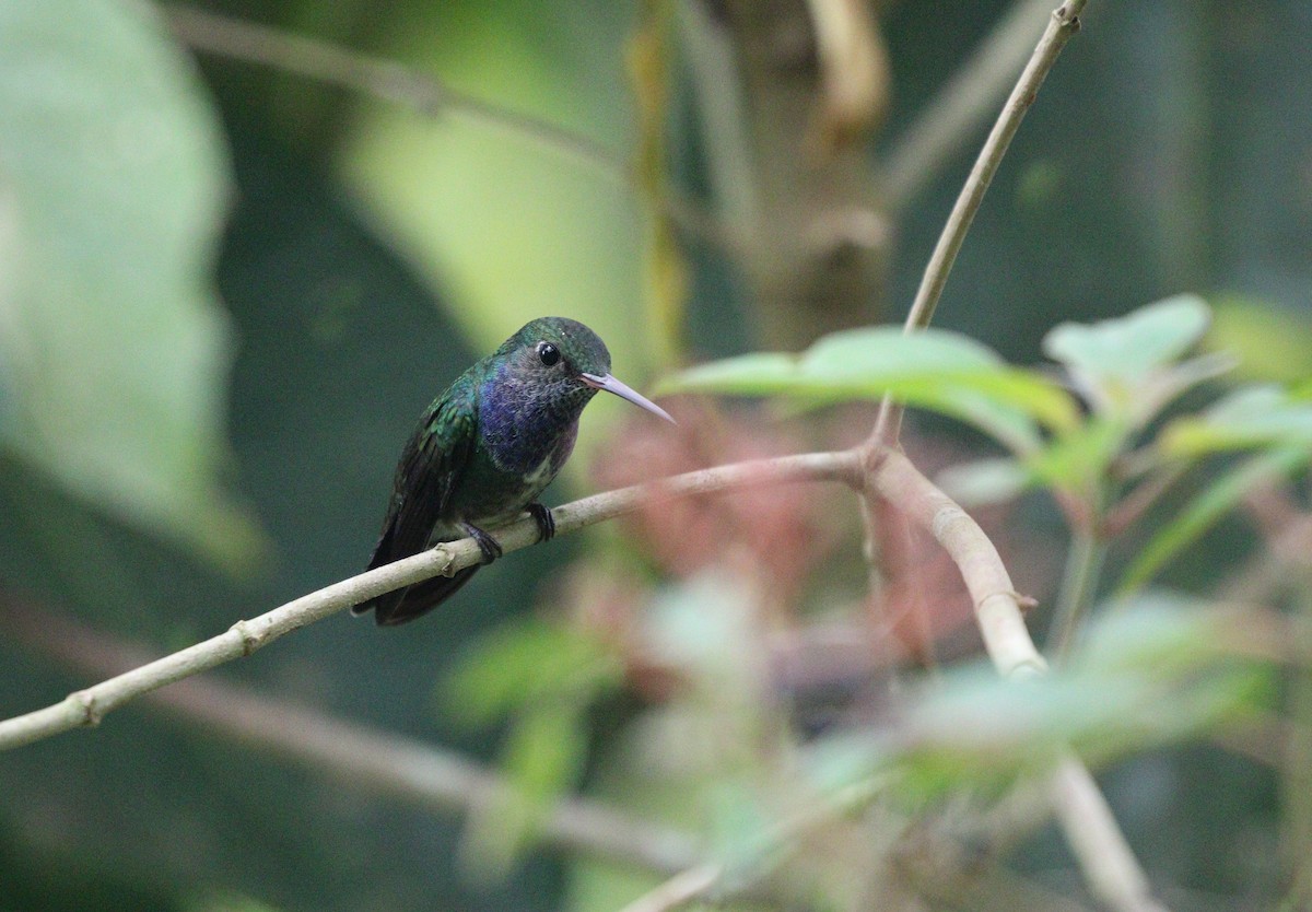 Sapphire-spangled Emerald (Spot-vented) - ML606785731