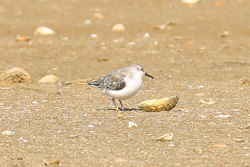 Sanderling - ML606787911