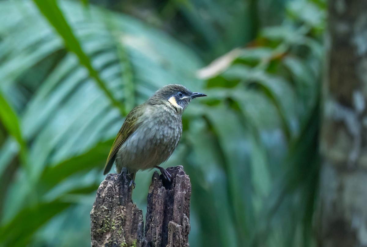 Lewin's Honeyeater - ML606788221