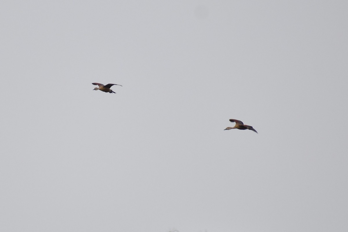 Lesser Whistling-Duck - Samakshi Tiwari