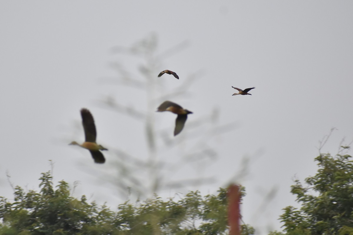 Lesser Whistling-Duck - ML606789141