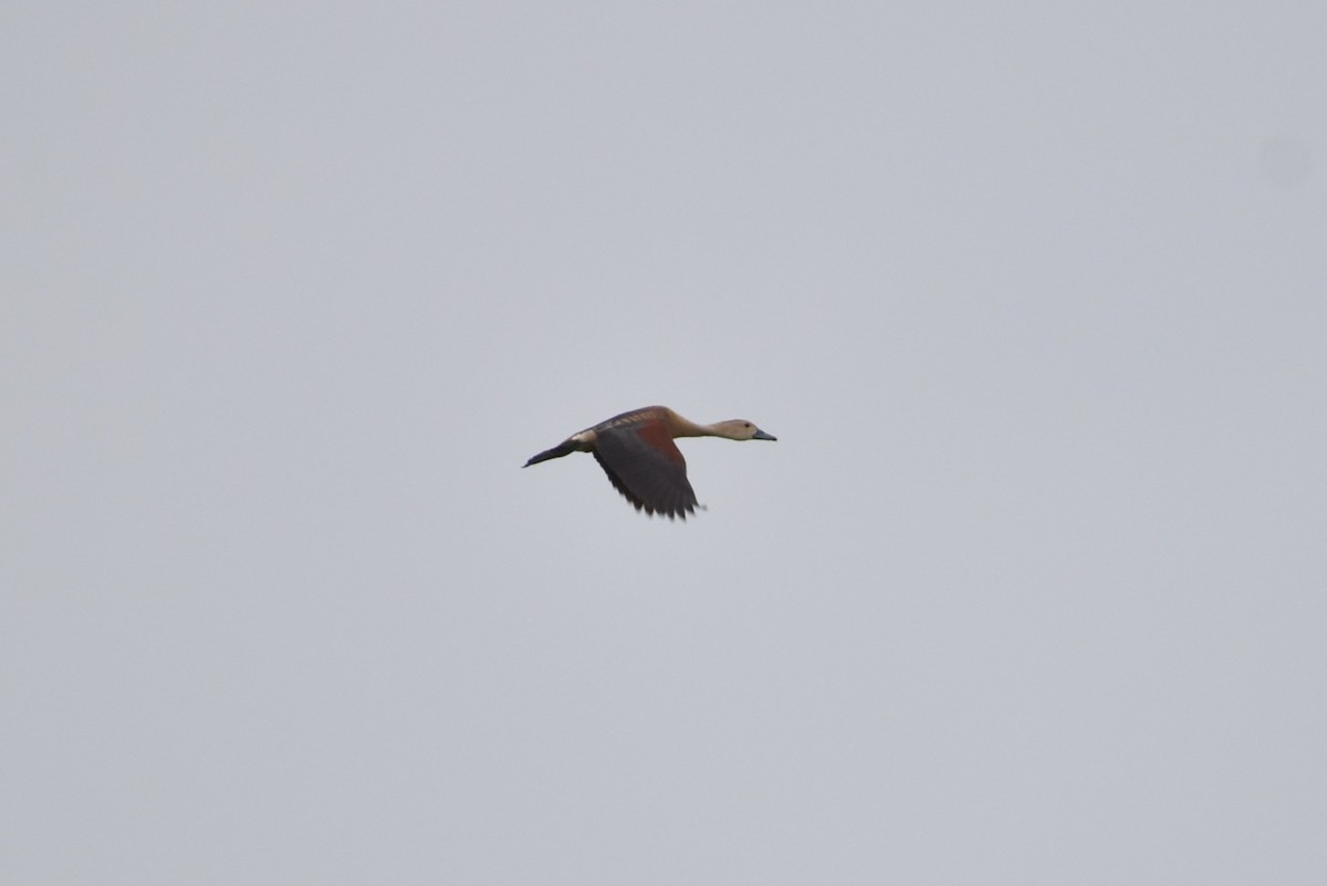 Lesser Whistling-Duck - Samakshi Tiwari