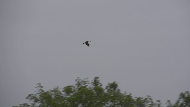 Lesser Whistling-Duck - ML606789221