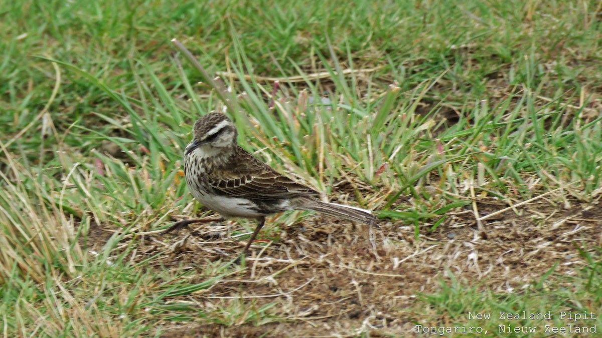 New Zealand Pipit - ML606789461