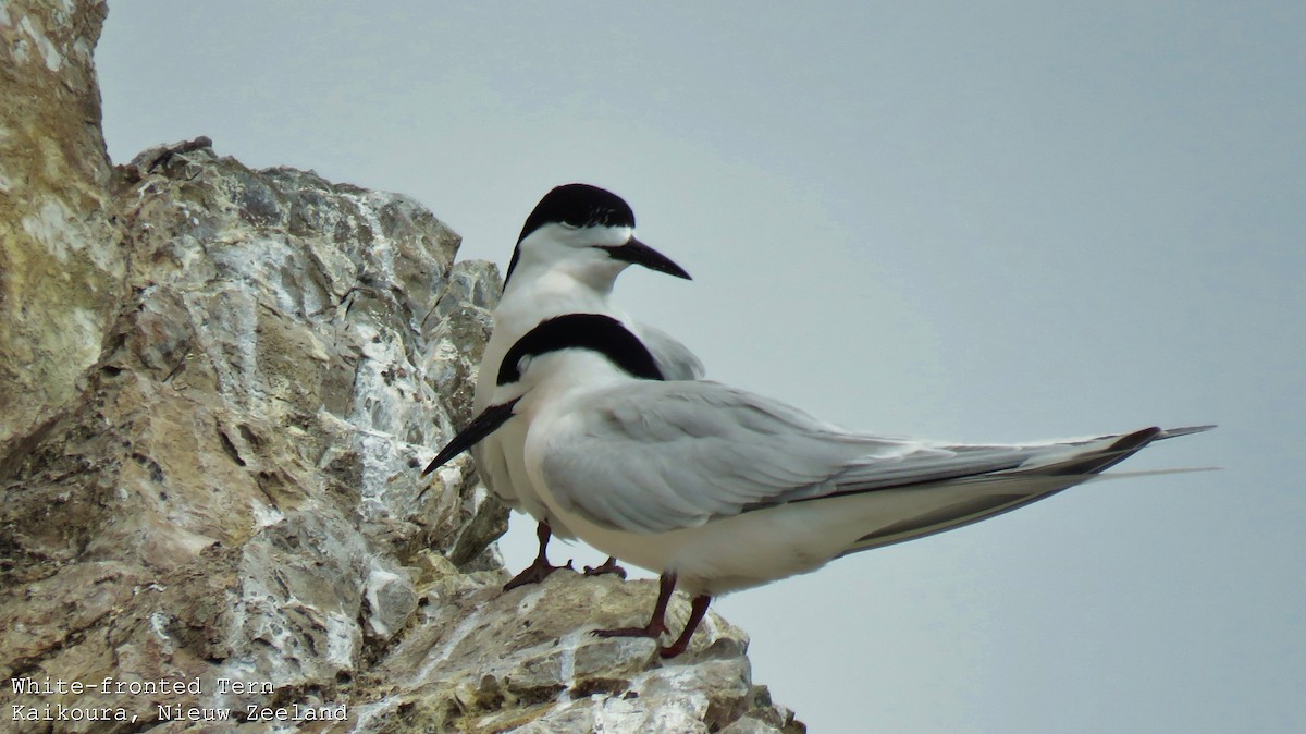 White-fronted Tern - ML606792641