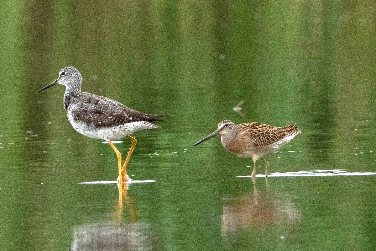 Short-billed Dowitcher - ML606792891