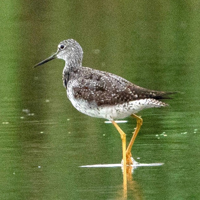 Greater Yellowlegs - ML606792911