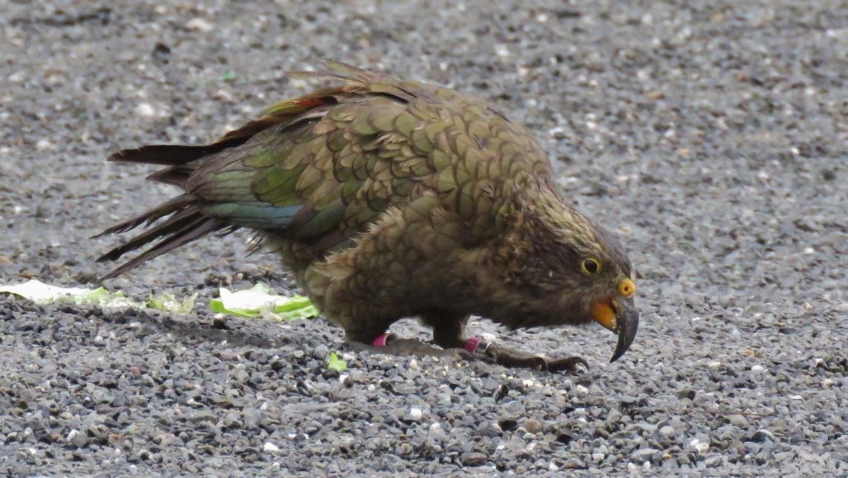 Kea - ML606793001