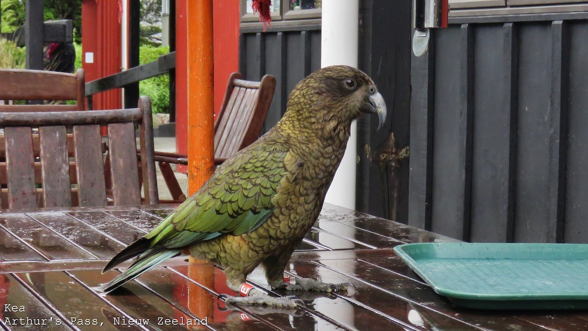 Кеа - ML606793041