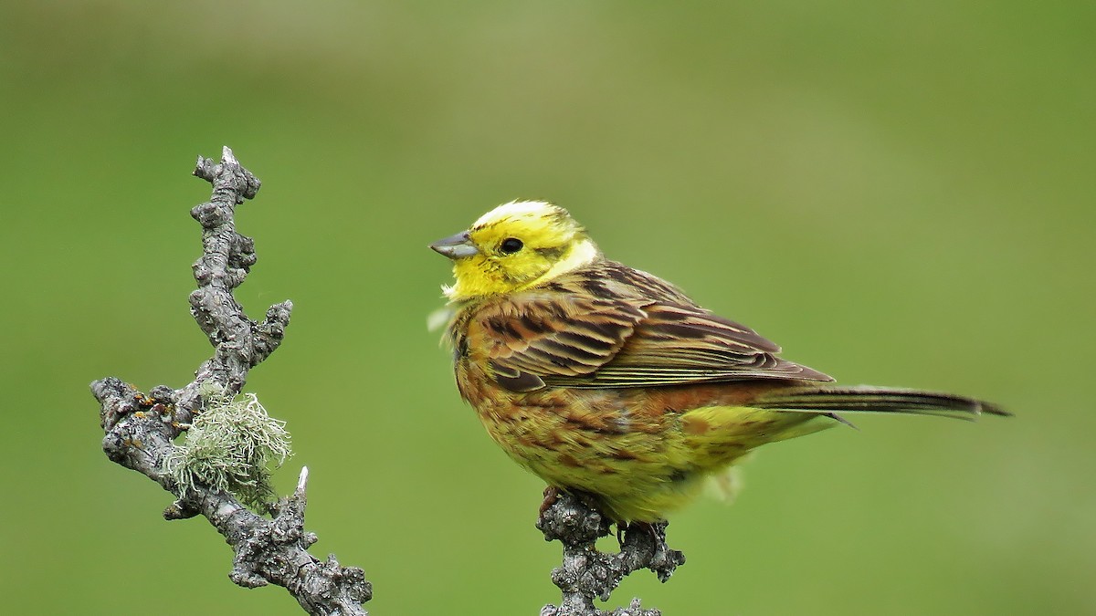 Yellowhammer - ML606793141