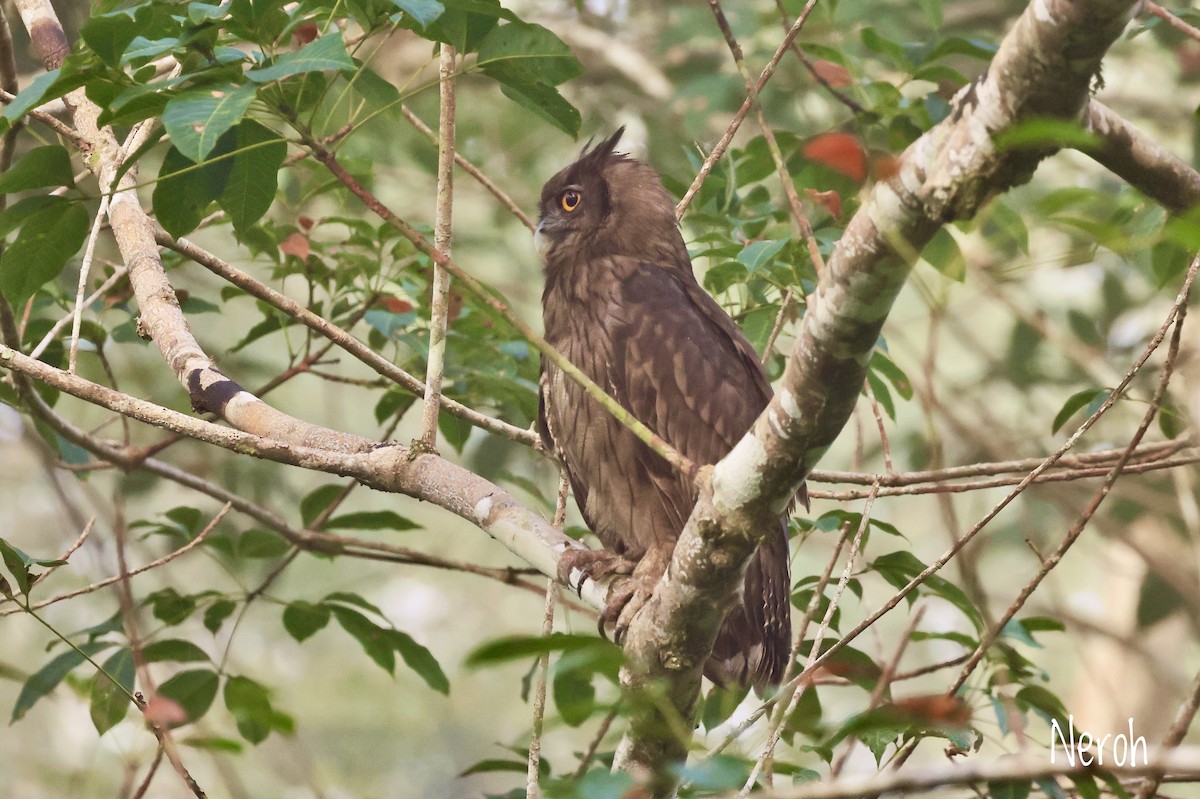 Dusky Eagle-Owl - Vetida Pongpanit