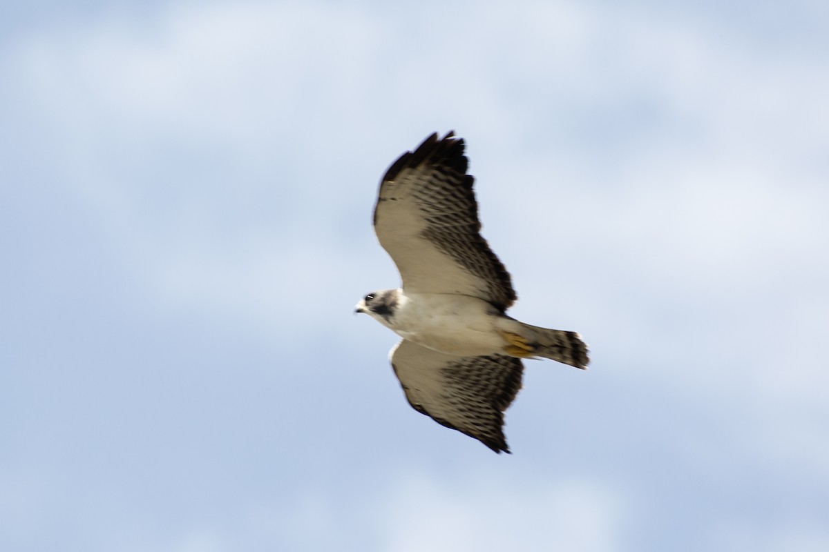 Short-tailed Hawk - Eduardo Vieira 17