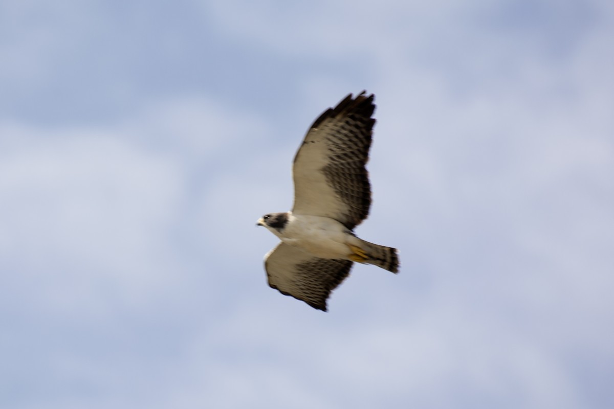 Short-tailed Hawk - Eduardo Vieira 17