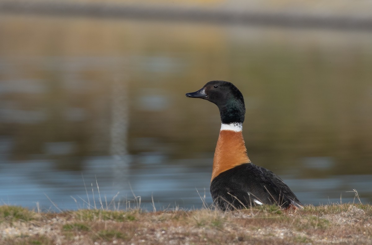 Australian Shelduck - ML606794631