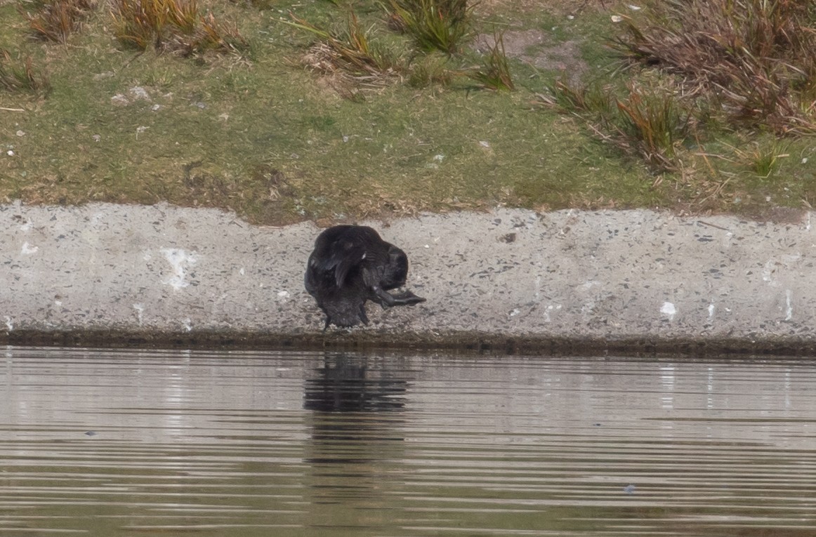 Musk Duck - ML606794721