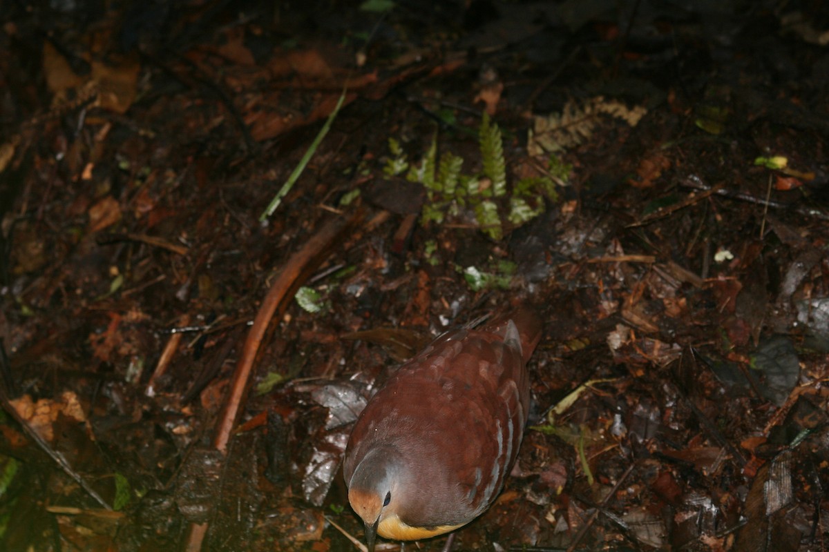 Cinnamon Ground Dove - ML606795261