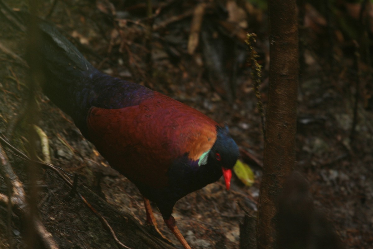 Pheasant Pigeon - ML606795281