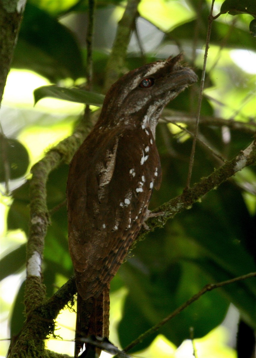 Marbled Frogmouth - ML606795321
