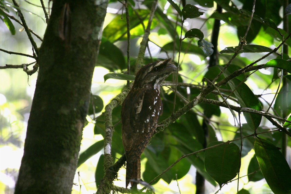 Marbled Frogmouth - ML606795331