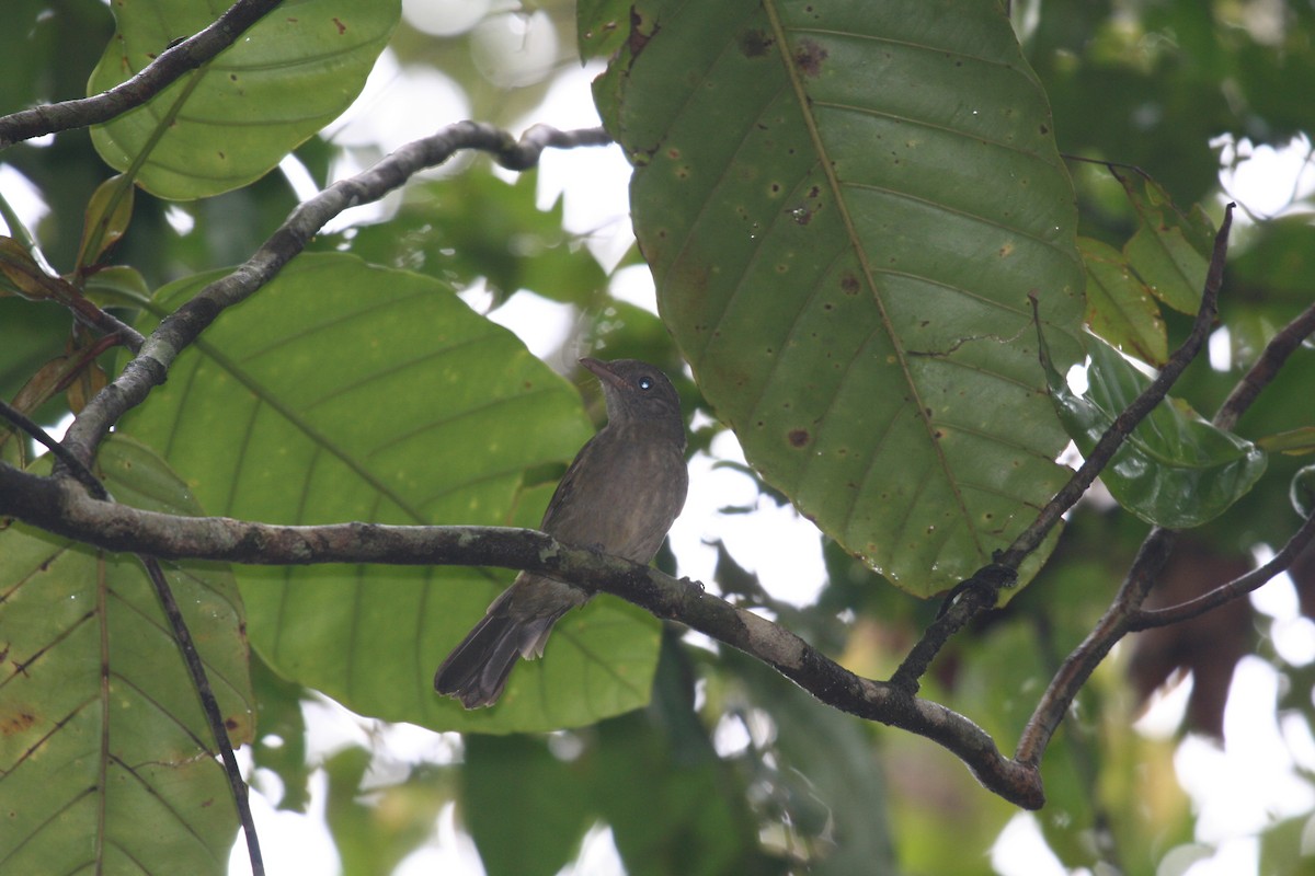 Waigeo Shrikethrush - Charles Davies