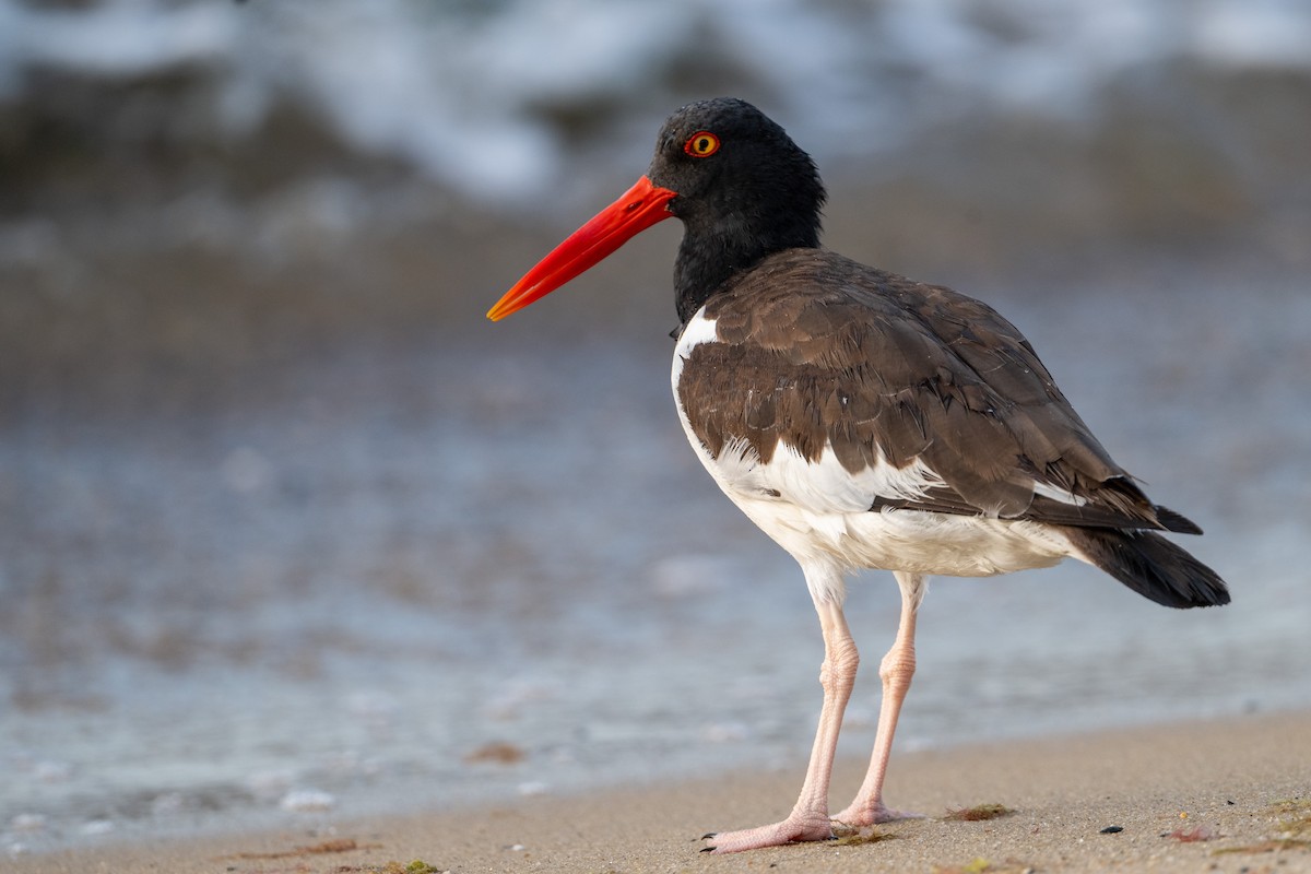 American Oystercatcher - ML606796101