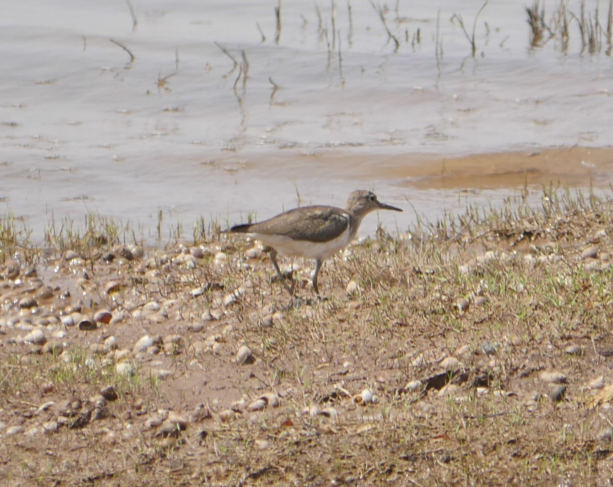 Common Sandpiper - Praveen Bennur