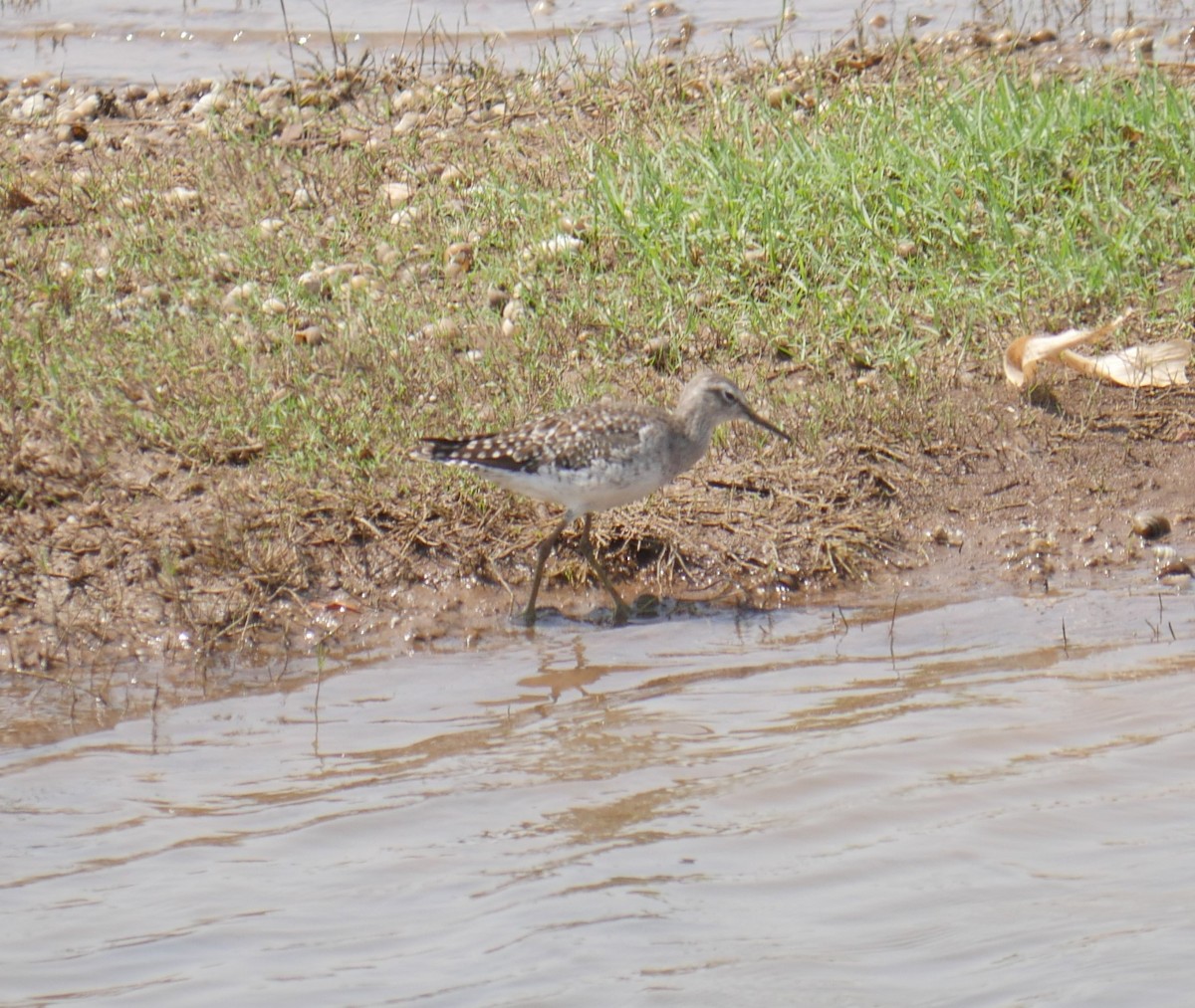 Wood Sandpiper - ML606797811