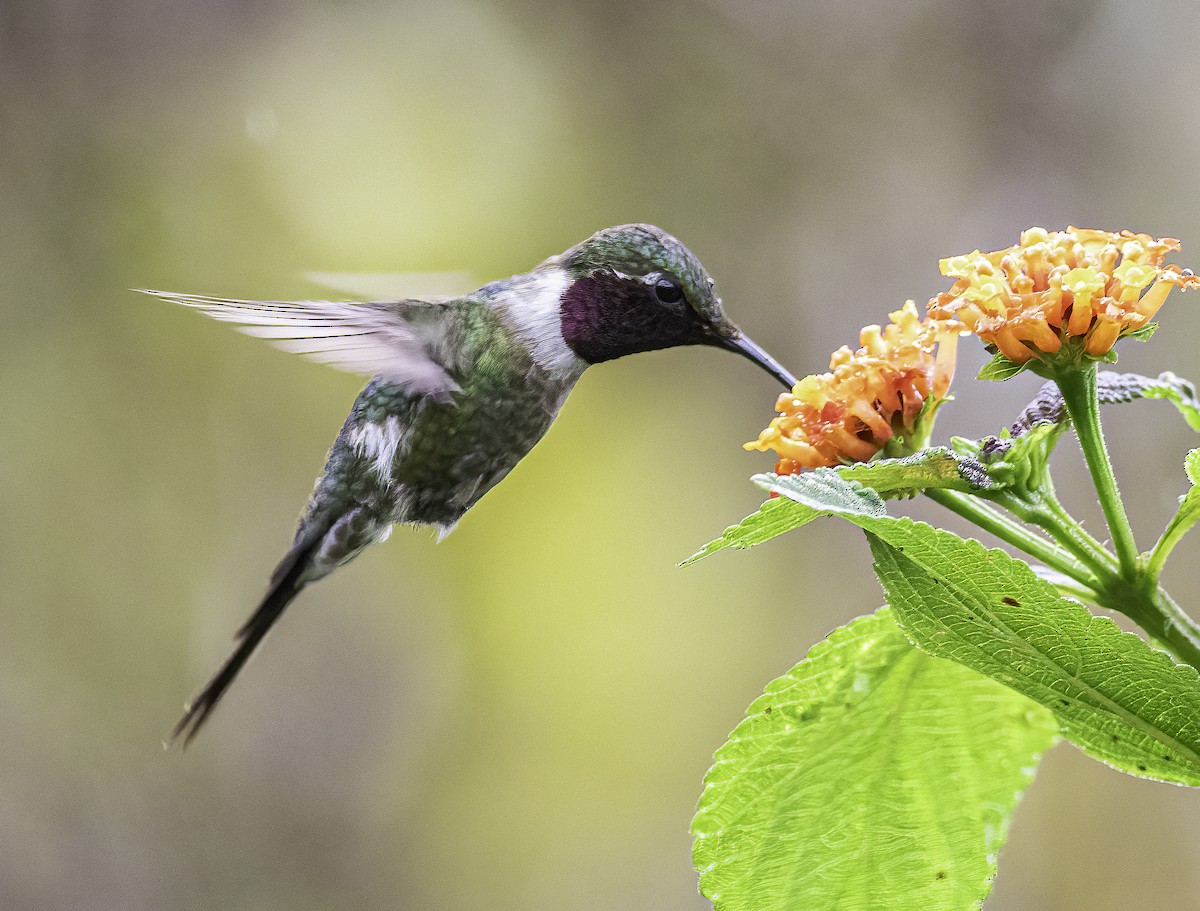 Colibri améthyste - ML606798271