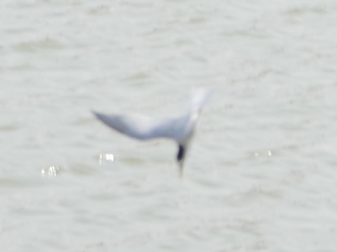 Little Tern - Praveen Bennur