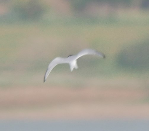 Little Tern - ML606798421