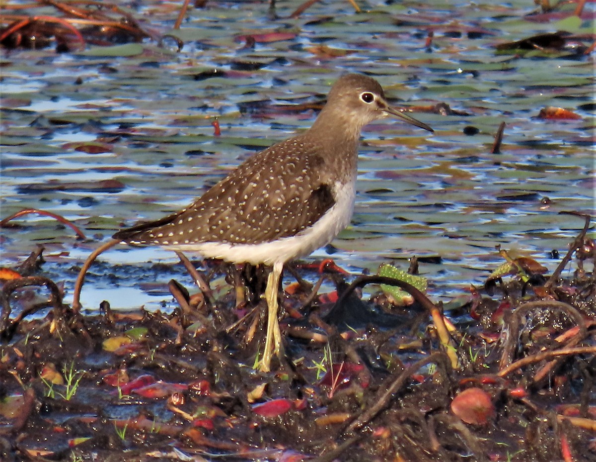 Solitary Sandpiper - ML606798641