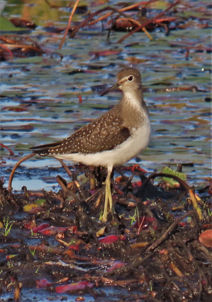 Solitary Sandpiper - ML606798671