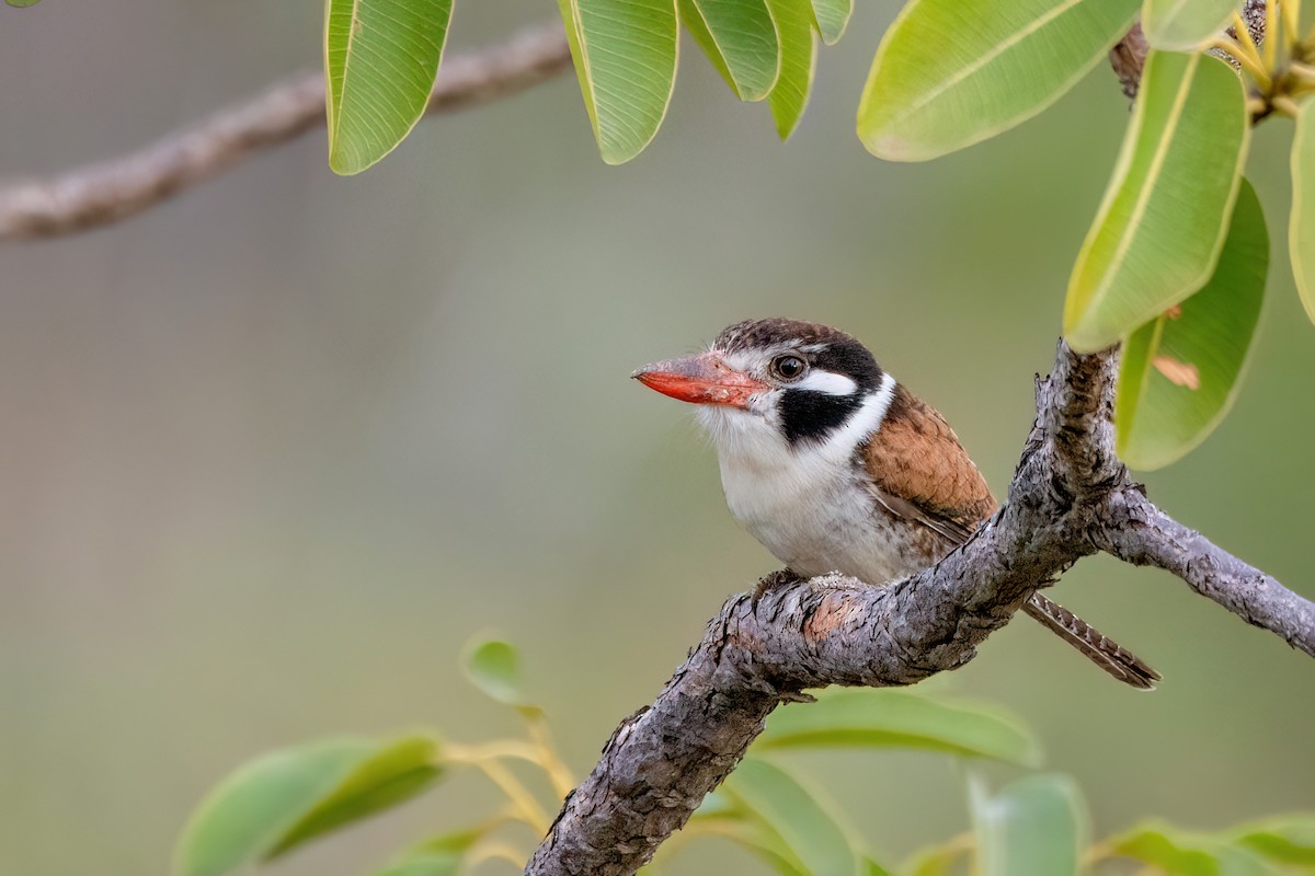 White-eared Puffbird - ML606799111