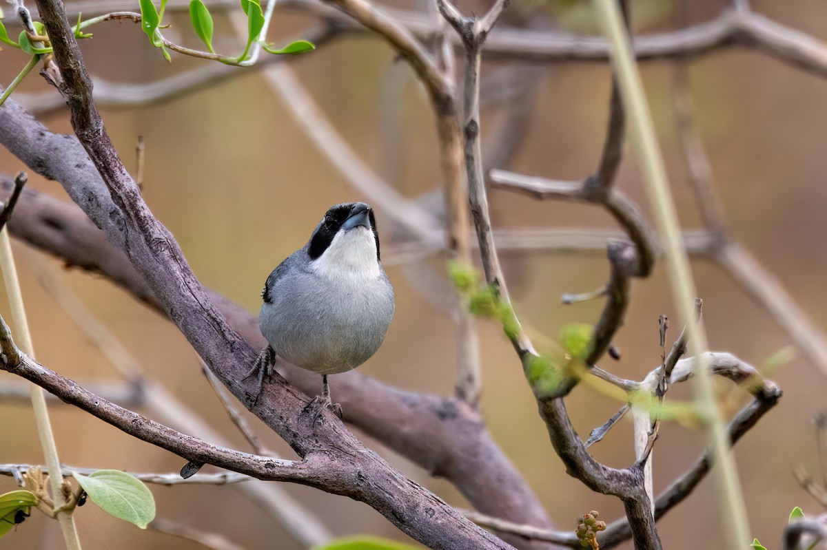 White-banded Tanager - Marcos Eugênio Birding Guide