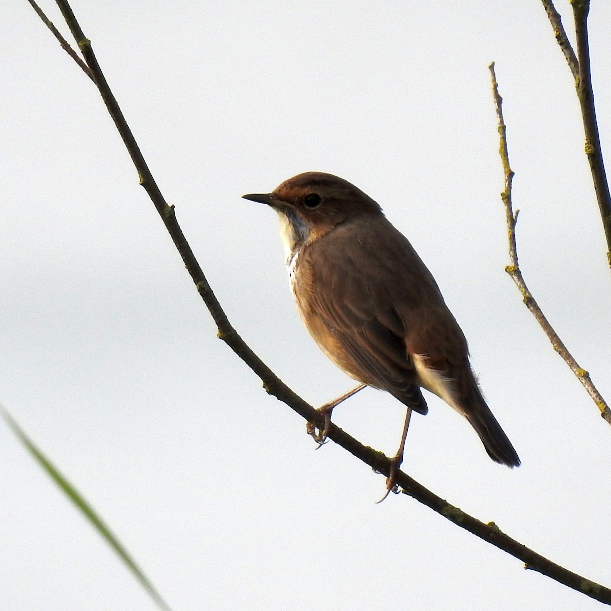 Bluethroat - ML606799961