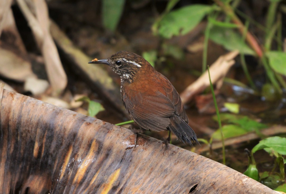 Sharp-tailed Streamcreeper - Júlio César Machado