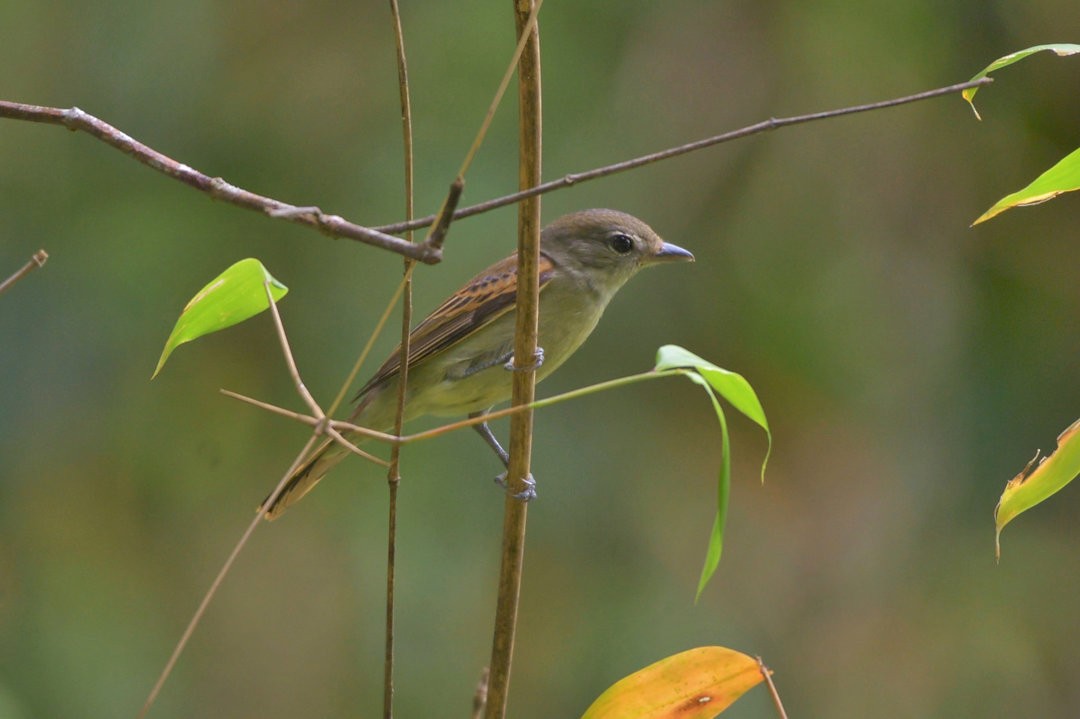 Black-capped Becard - Júlio César Machado